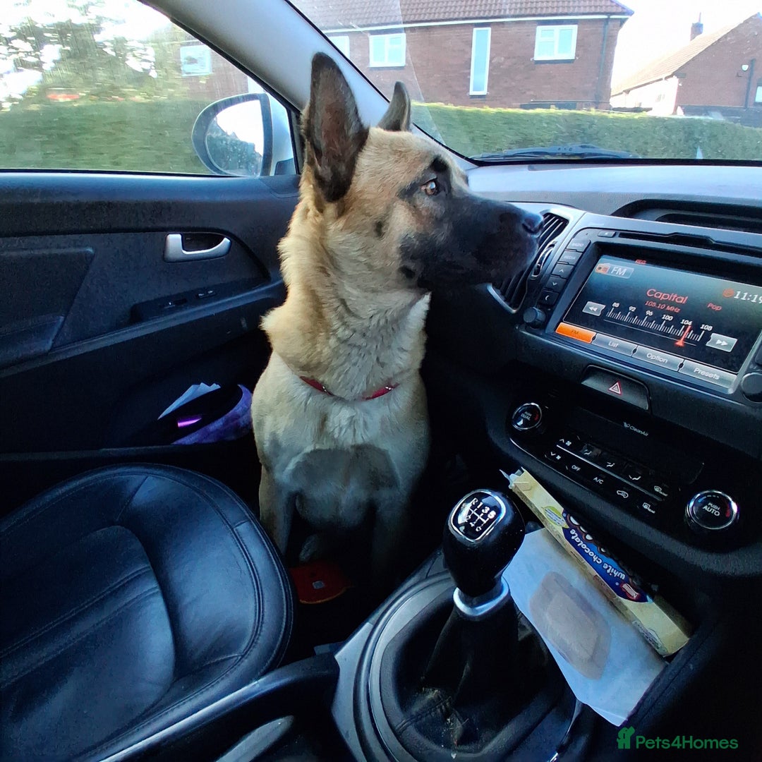 Mixed Breed dogs for sale: Mother akita x chow father beligum malamute  - Advert 5