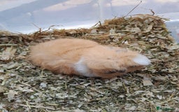 Guinea Pig rodents for sale: A pretty Teddy male looking for a loving home. - Image 2