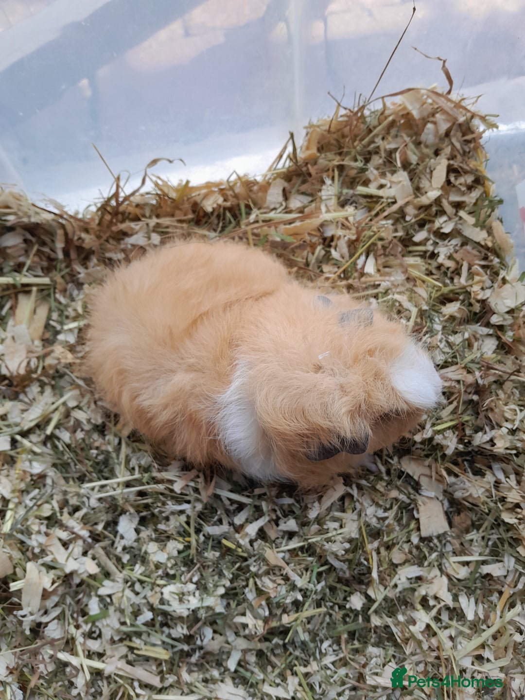 Guinea Pig rodents for sale: A pretty Teddy male looking for a loving home. - Image 2