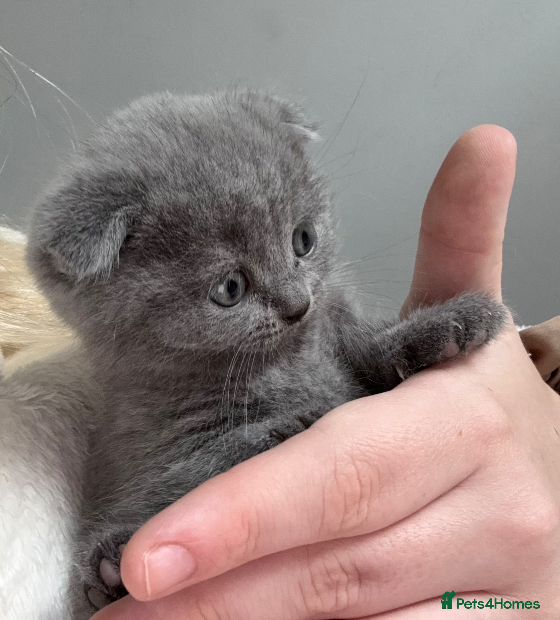Scottish Fold cats Beautiful Scottish fold/straight kittens☺️ - Advert 2