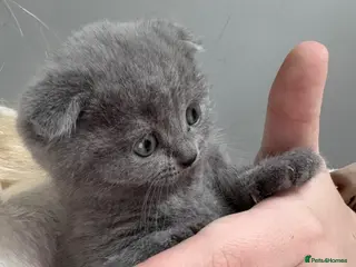 Scottish Fold cats Beautiful Scottish fold/straight kittens☺️ - Advert 5