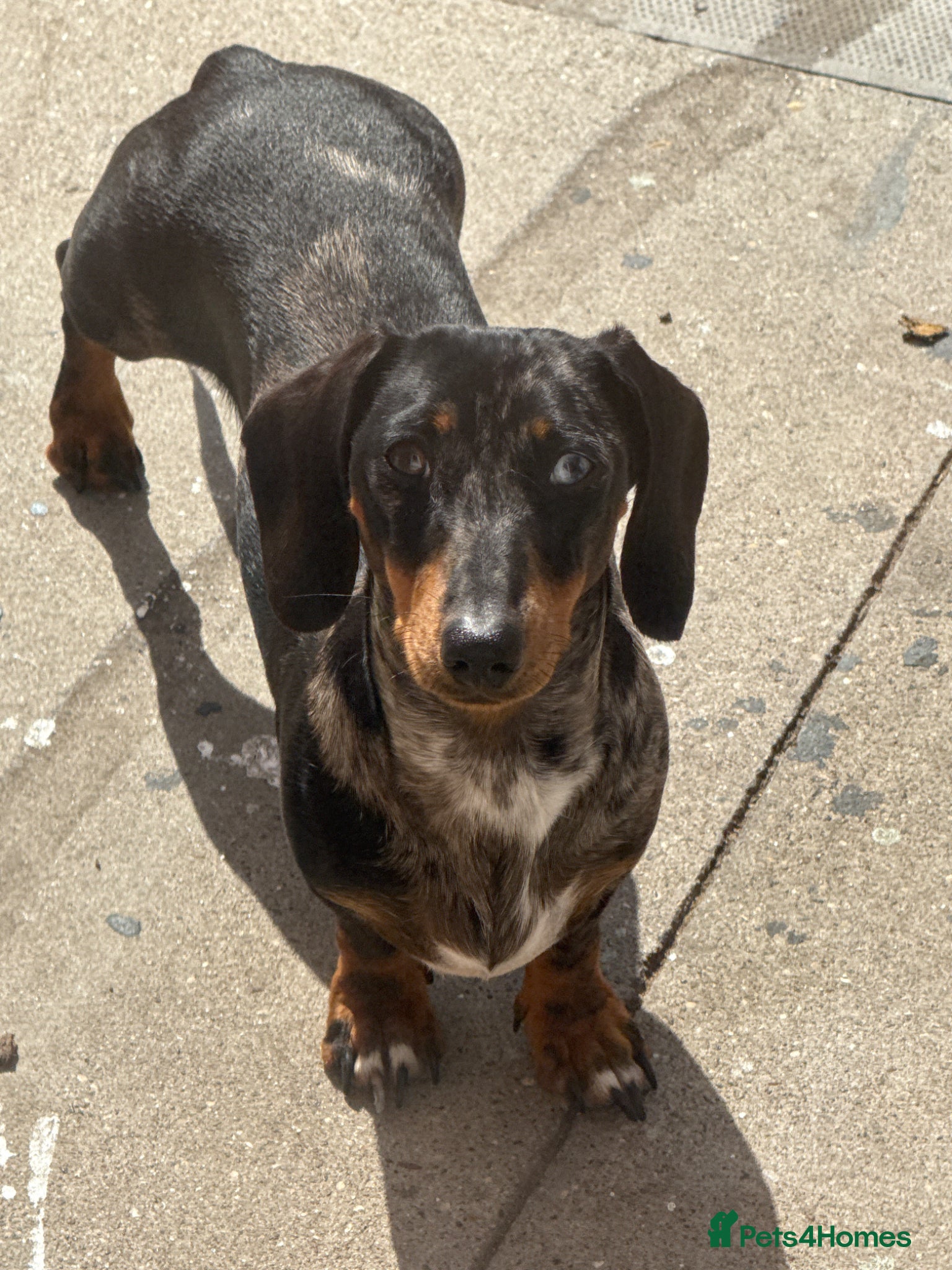 Dachshund dogs Lovely dogs waiting for there new loving home  - Advert 18