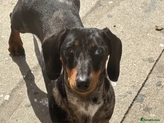 Dachshund dogs Lovely dogs waiting for there new loving home - Advert 18