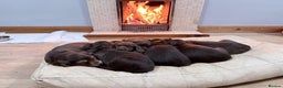 Sprocker dogs for sale: 4 LEFT Sprocker Spaniel Puppies EXCELLENT Breeding - Advert 1