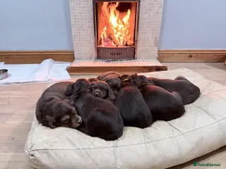 Sprocker dogs SOLD Sprocker Spaniel Puppies EXCELLENT Breeding - Advert 1