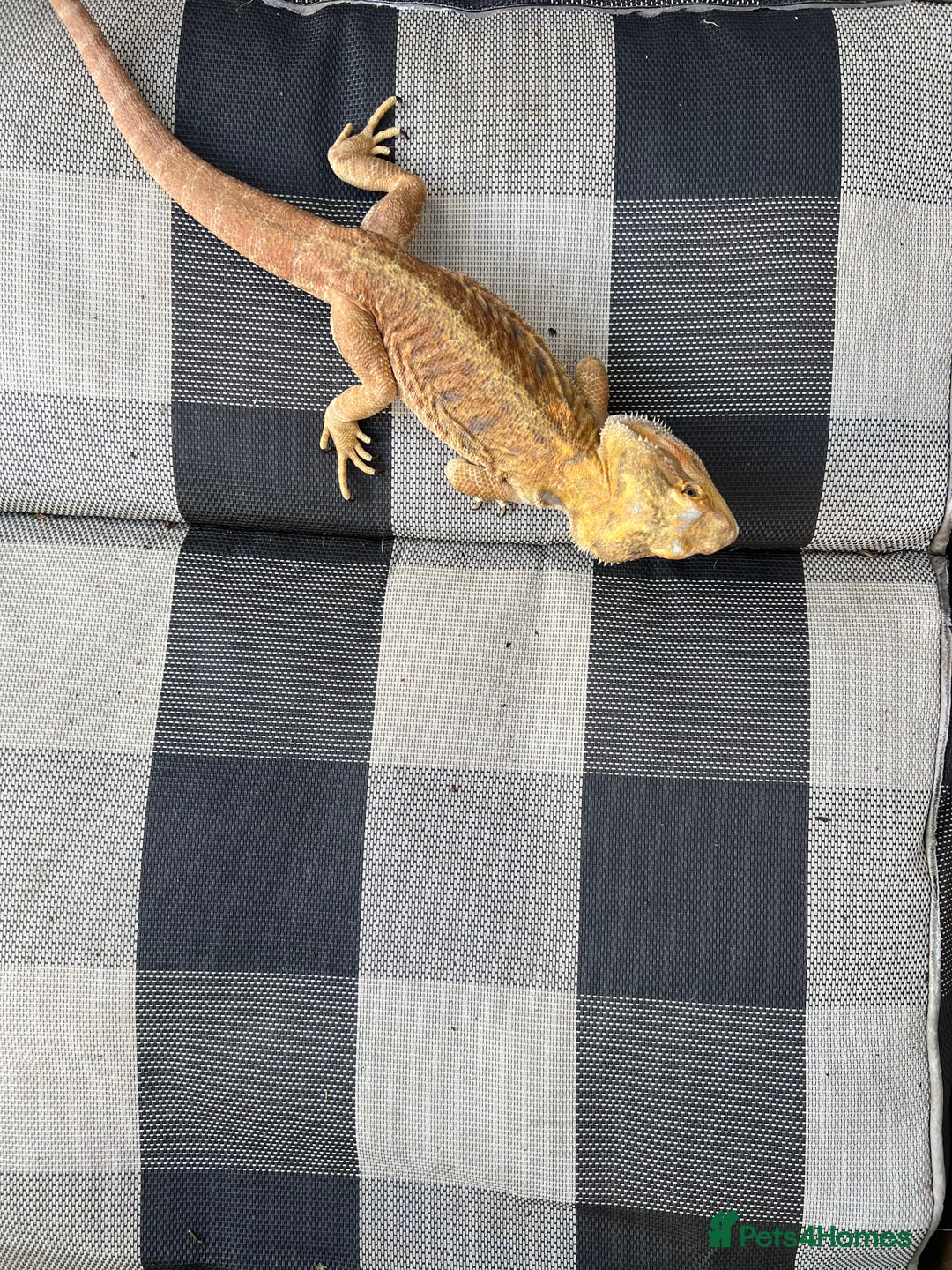 Bearded Dragon reptiles for sale: Male bearded dragon  - Image 12