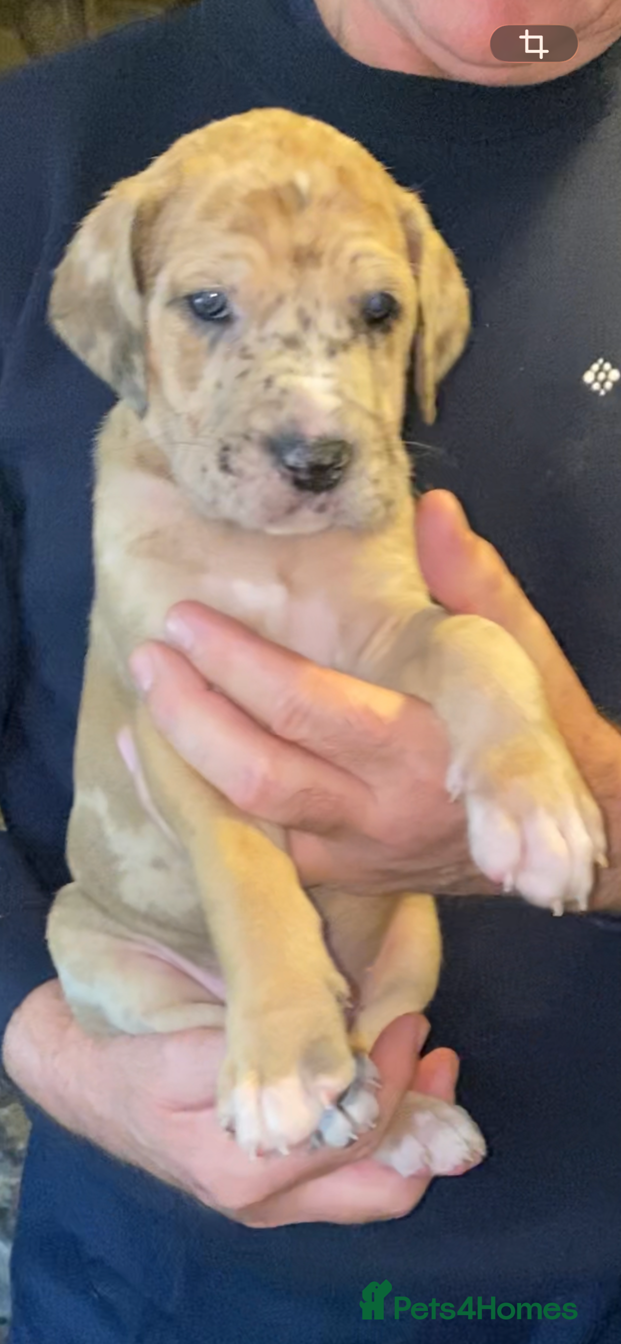 Great Dane dogs Beautiful kc reg Great Dane puppies - Advert 2