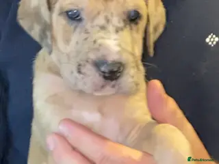 Great Dane dogs Beautiful kc reg Great Dane puppies - Advert 2