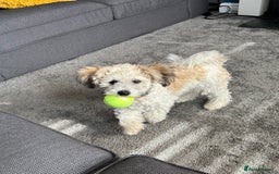 Zuchon dogs for sale: Looking for a loving home in Dudley - Image 3