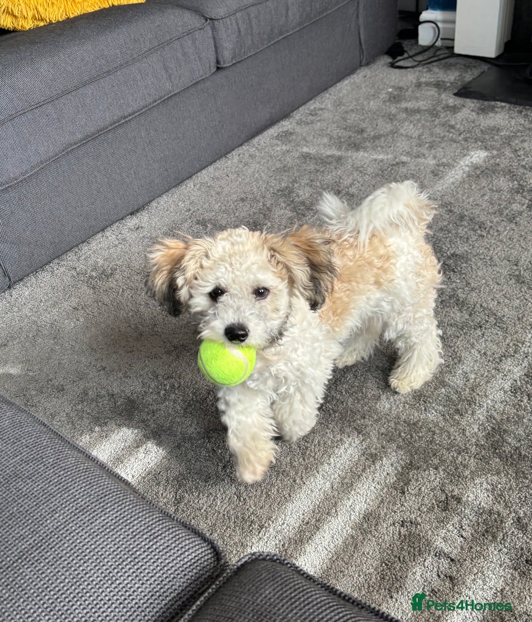 Zuchon dogs for sale: Looking for a loving home in Dudley - Image 3