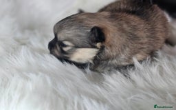 Pomeranian dogs for sale: 4 beautifull pomeranian puppies  - Advert 25