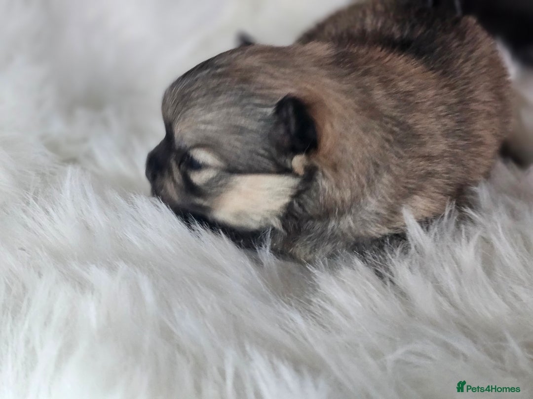 Pomeranian dogs for sale: 4 beautifull pomeranian puppies  - Advert 25