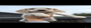 Cocker Spaniel 1