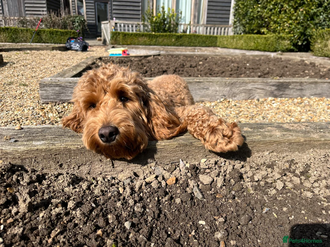 Mini Goldendoodle dogs for stud: Stud - Mini Goldendoodle in Horsham - Advert 8