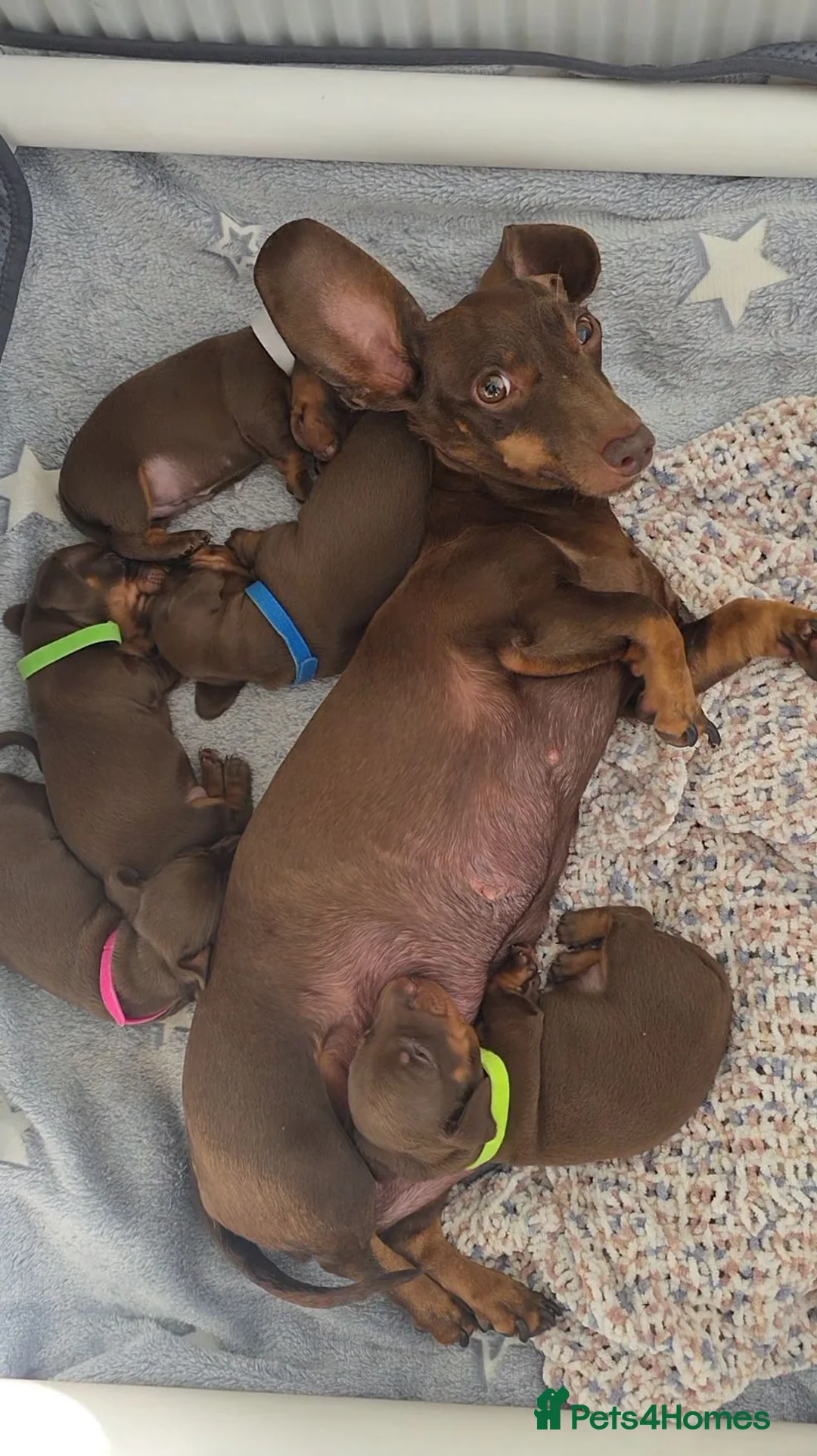 Miniature Dachshund dogs for sale: KC Registered Miniature Dachshund Puppies in Newtownabbey - Advert 2