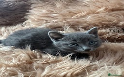 Ragdoll cats for sale: Ragdoll X  - Advert 6