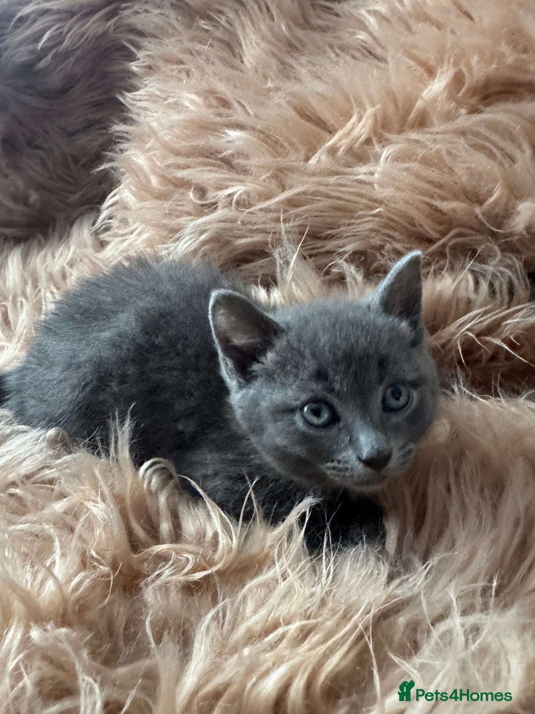 Ragdoll cats for sale: Ragdoll X  - Advert 6