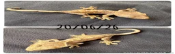 Gecko reptiles for sale: Crested Gecko babies for sale  - Advert 2