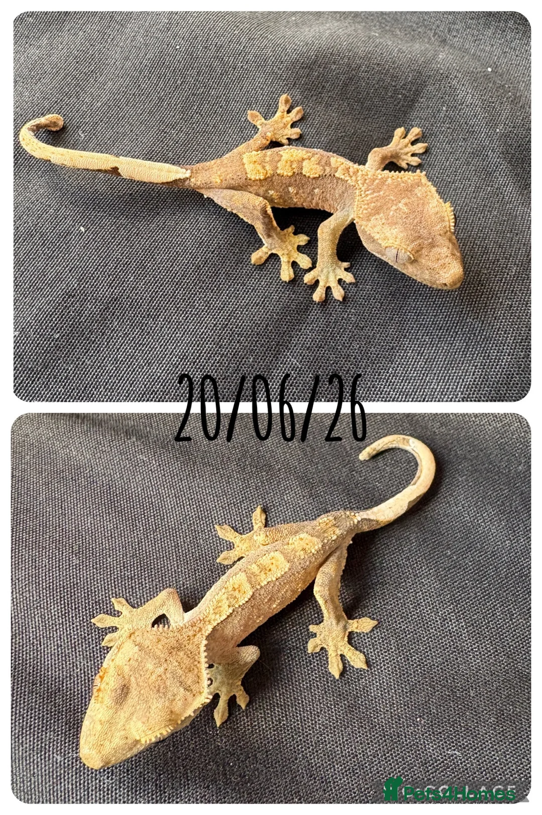 Gecko reptiles for sale: Crested Gecko babies for sale  - Advert 2