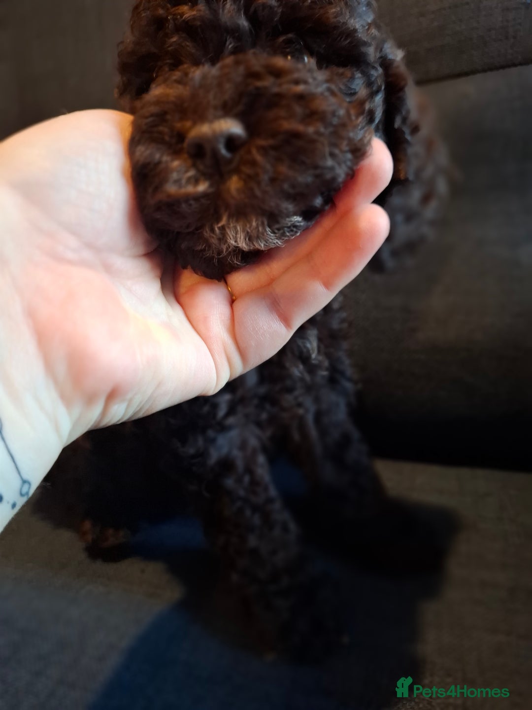 Cockapoo dogs for sale: F1b Health Tested Toy Cockapoo Puppies  - Advert 13