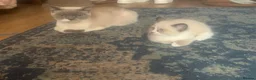 British Shorthair cats for sale: BSH colourpoint ready now  - Advert 4