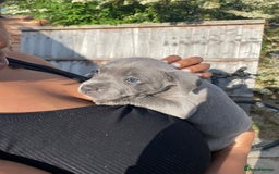 Staffordshire Bull Terrier dogs for sale: Blue Staffies For Sale - Image 1