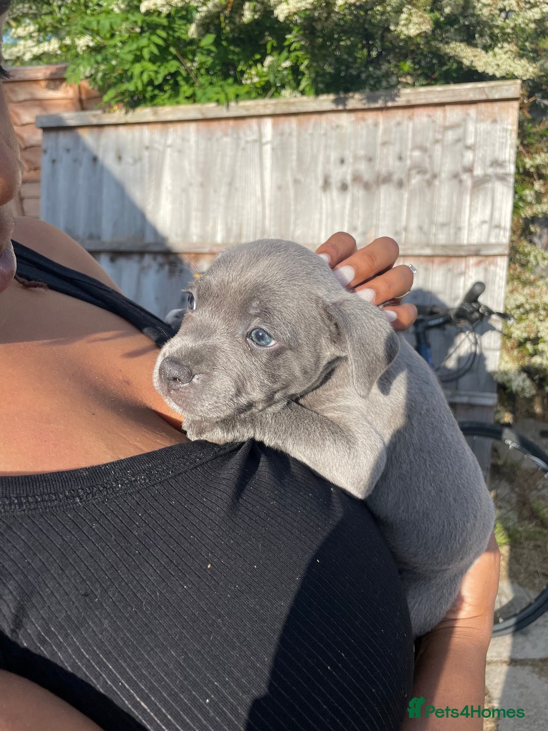 Staffordshire Bull Terrier dogs for sale: Blue Staffies For Sale - Image 1