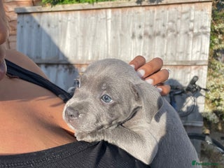Staffordshire Bull Terrier dogs - Advert 33