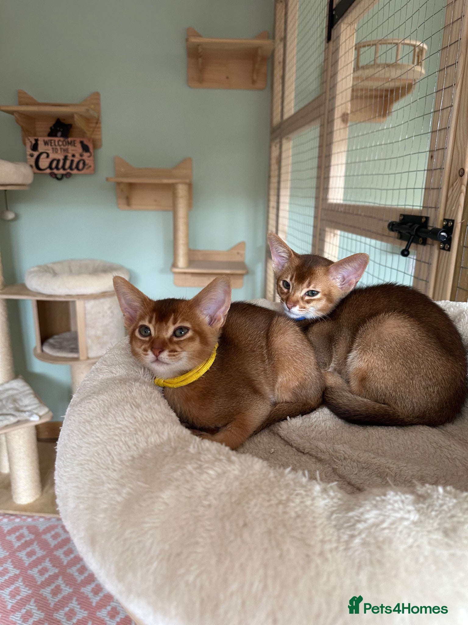 Abyssinian cats for sale: Abyssinian kittens  - Advert 5