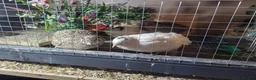 Quail poultry for sale: Quails and full set up - Advert 10