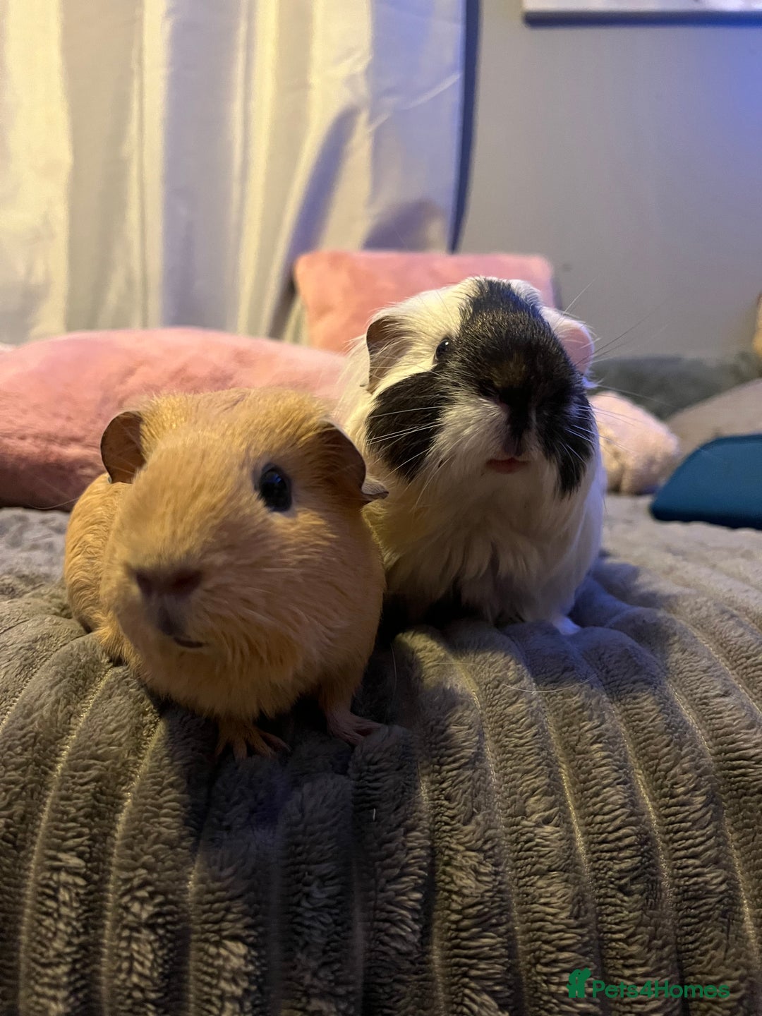 Guinea Pig rodents for sale: Bonded pair of guinea pigs  - Image 2