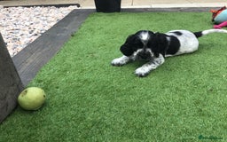 Cocker Spaniel dogs for sale:  show cocker puppy.KC reg. AMS.PRA. & FN clear. - Image 7