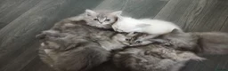 Ragdoll cats for sale: Rare Pattern Ragdoll-Super cudly teddybear kittens - Advert 1