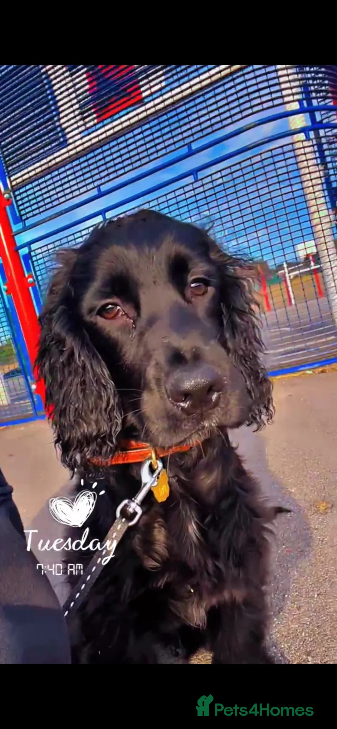 Cocker Spaniel dogs for sale: 8month old cocker spaniel in Sheffield - Advert 1