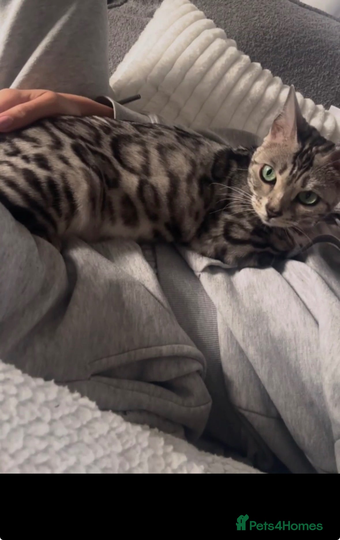 Bengal cats Gorgeous Bengal kittens  - Advert 3