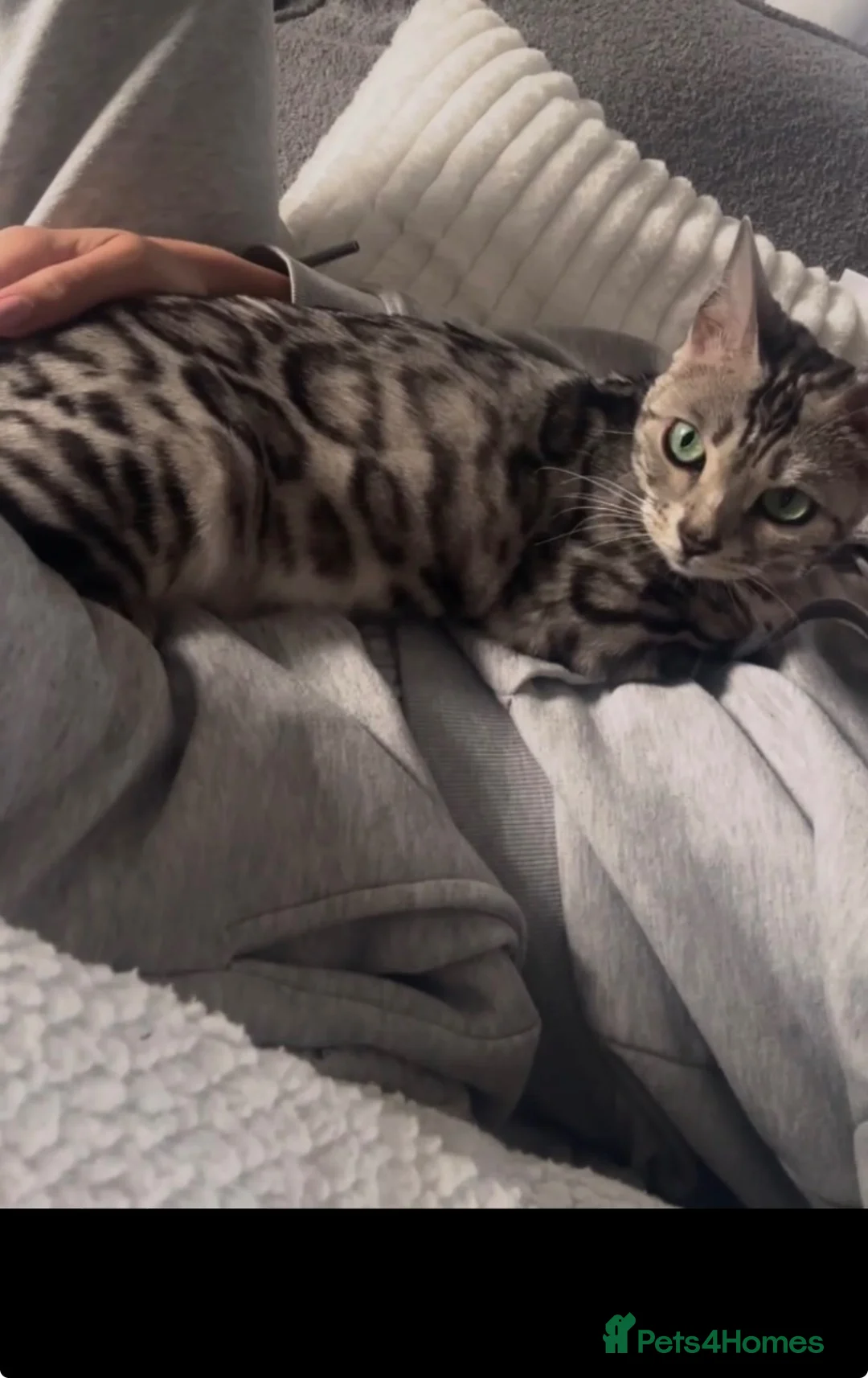 Bengal cats for sale: Gorgeous Bengal kittens  in Cambridge - Advert 1