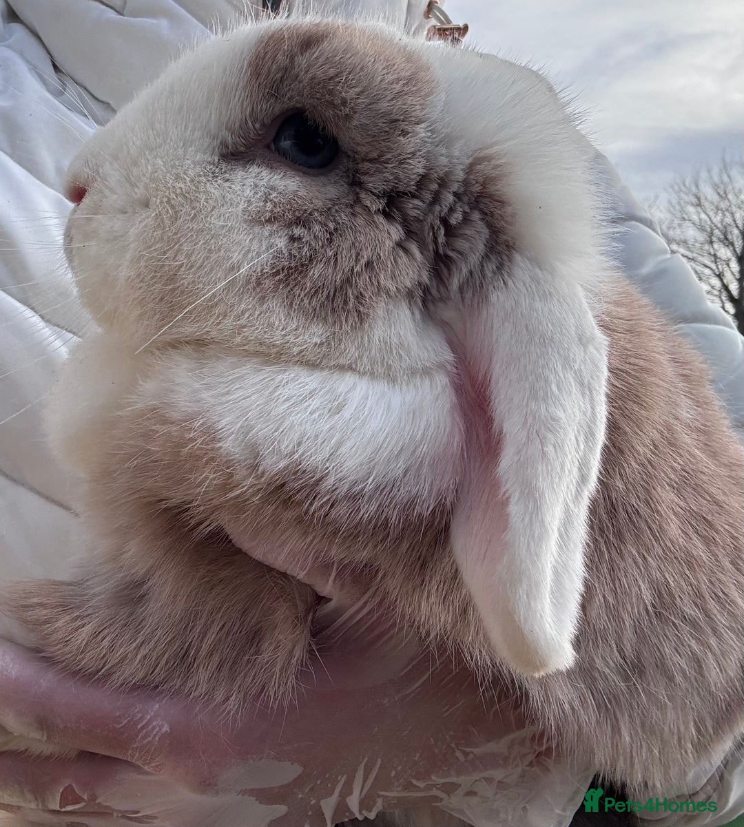 Mini Lop rabbits for sale: Adult Mini Lops Needing Loving Homes - Advert 7