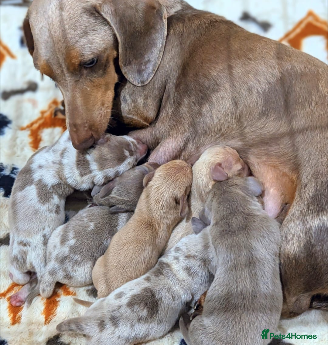 Miniature Dachshund dogs Miniature dachshund puppies  - Advert 1