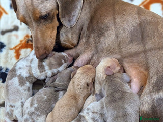 Miniature Dachshund dogs Miniature dachshund puppies - Advert 4