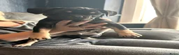 Frug dogs for sale: 6 beautiful Frugs  - Advert 12