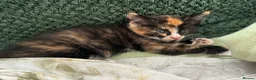 Mixed Breed cats for sale: 4 kittens  - Advert 5