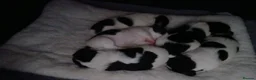 Jack Russell dogs for sale: 5 Adorable Jack Russell's looking for 5* Homes - Advert 18