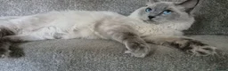 Ragdoll cats for sale: Pure White Raggdol - Advert 18