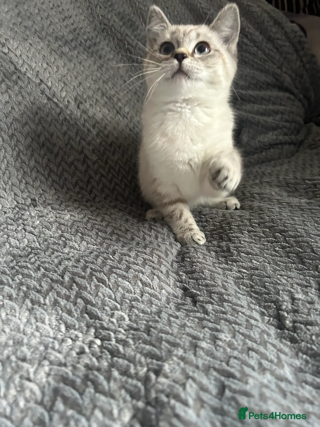 Mixed Breed cats for sale: RAGDOLL X BSH kittens  - Advert 5