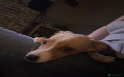 Mixed Breed dogs for sale: Dachshund crossed Jack Russell Chihuahua Puppies!  - Image 3