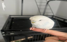 Budgerigars birds for sale: Lovely female budgie - Image 3
