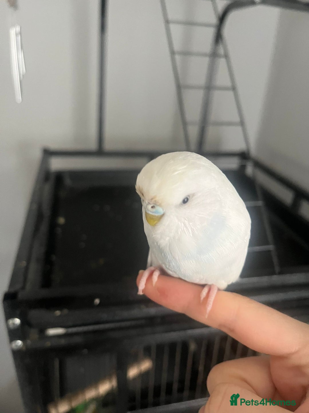 Budgerigars birds for sale: Lovely female budgie - Image 3