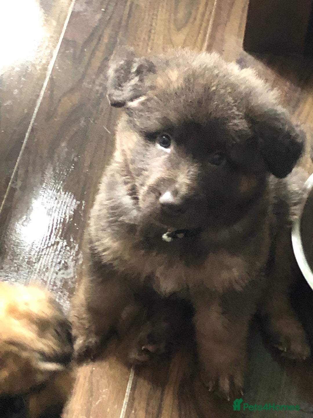 German Shepherd dogs for sale: Blue German Shepherd  - Image 32