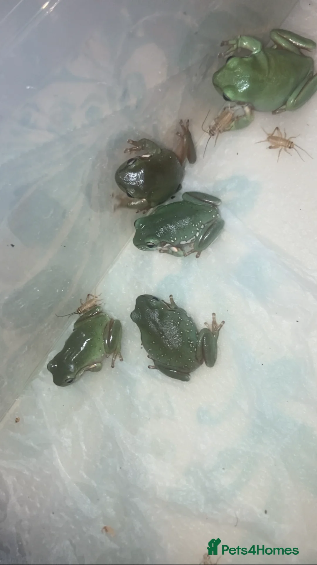 Frog reptiles for sale: Whites tree froglets  - Advert 5