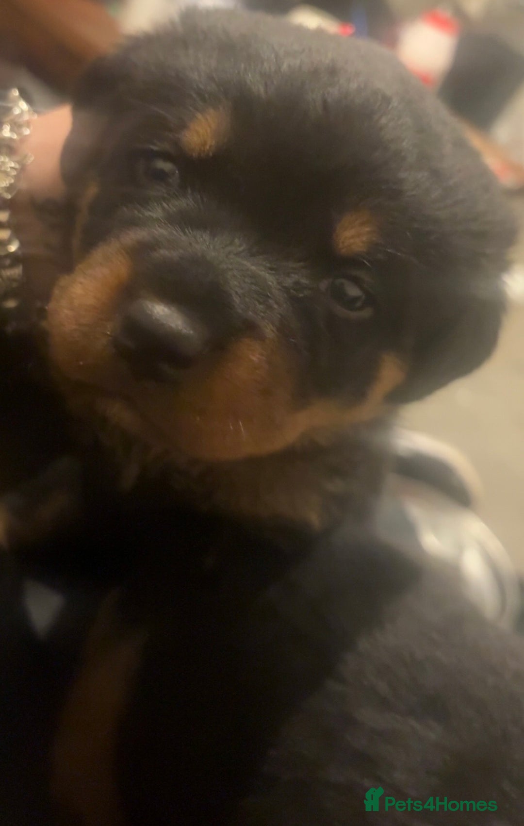 Rottweiler dogs for sale: 3 chunky KC registered girls for sale - Advert 5